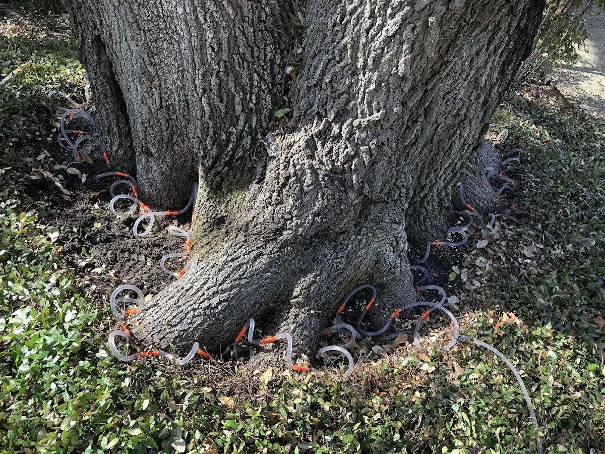 Detailed Tree Cabling and Bracing job site in Stinesville