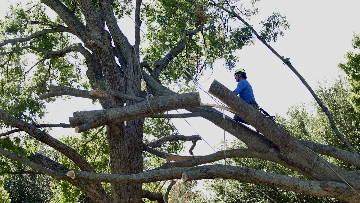 Professional Crown Thinning performed by certified arborists in Stinesville