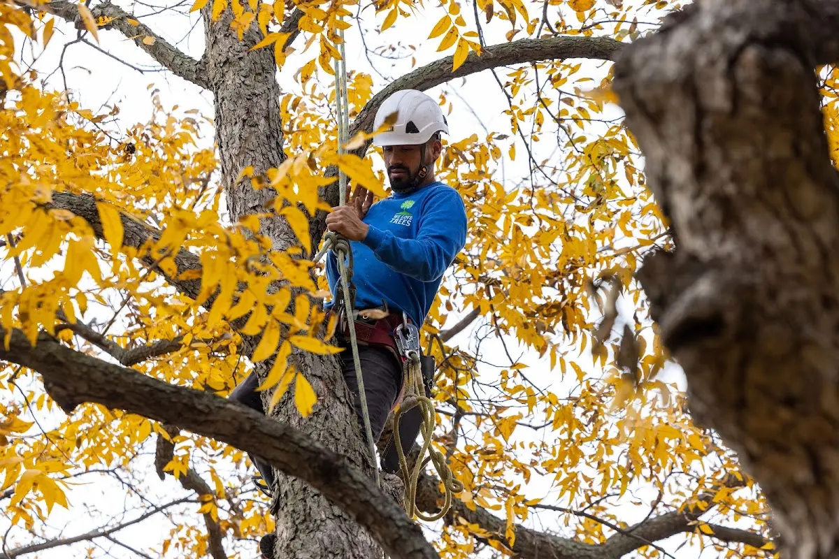 Skilled Tree Disease Treatment crew working in Stinesville
