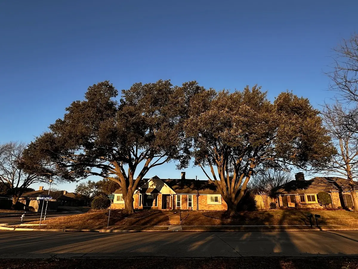 Established residential canopy tree shading a home in Stinesville